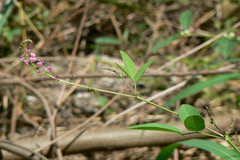 Desmodium dichotomum